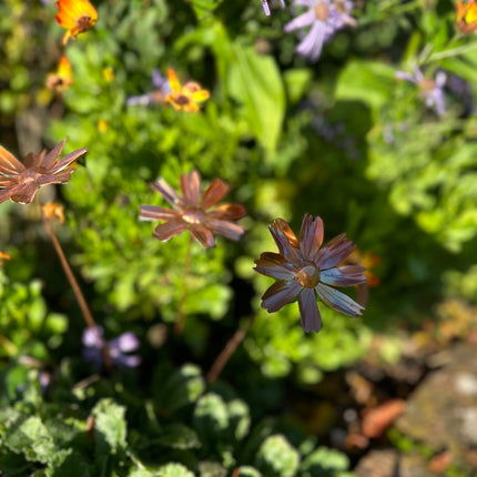 Copper Cosmos Flower