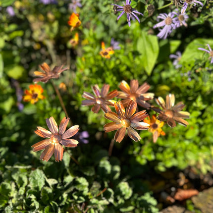 Copper Cosmos Flower