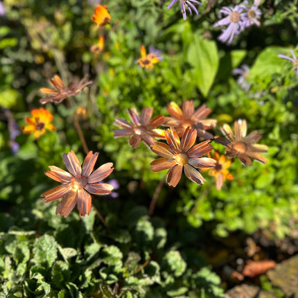 Copper Cosmos Flower