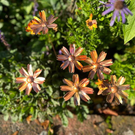 Copper Cosmos Flower