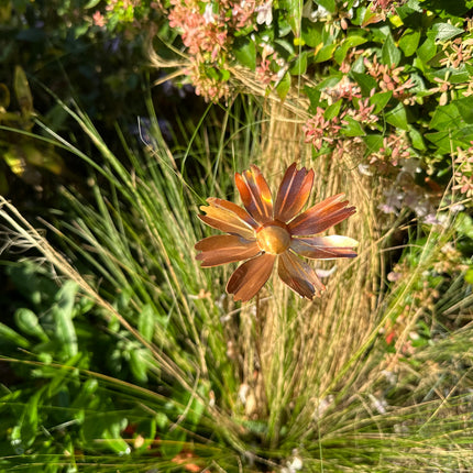 Copper Cosmos Flower