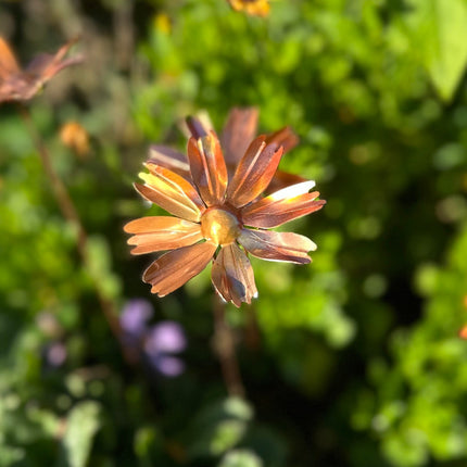Copper Cosmos Flower