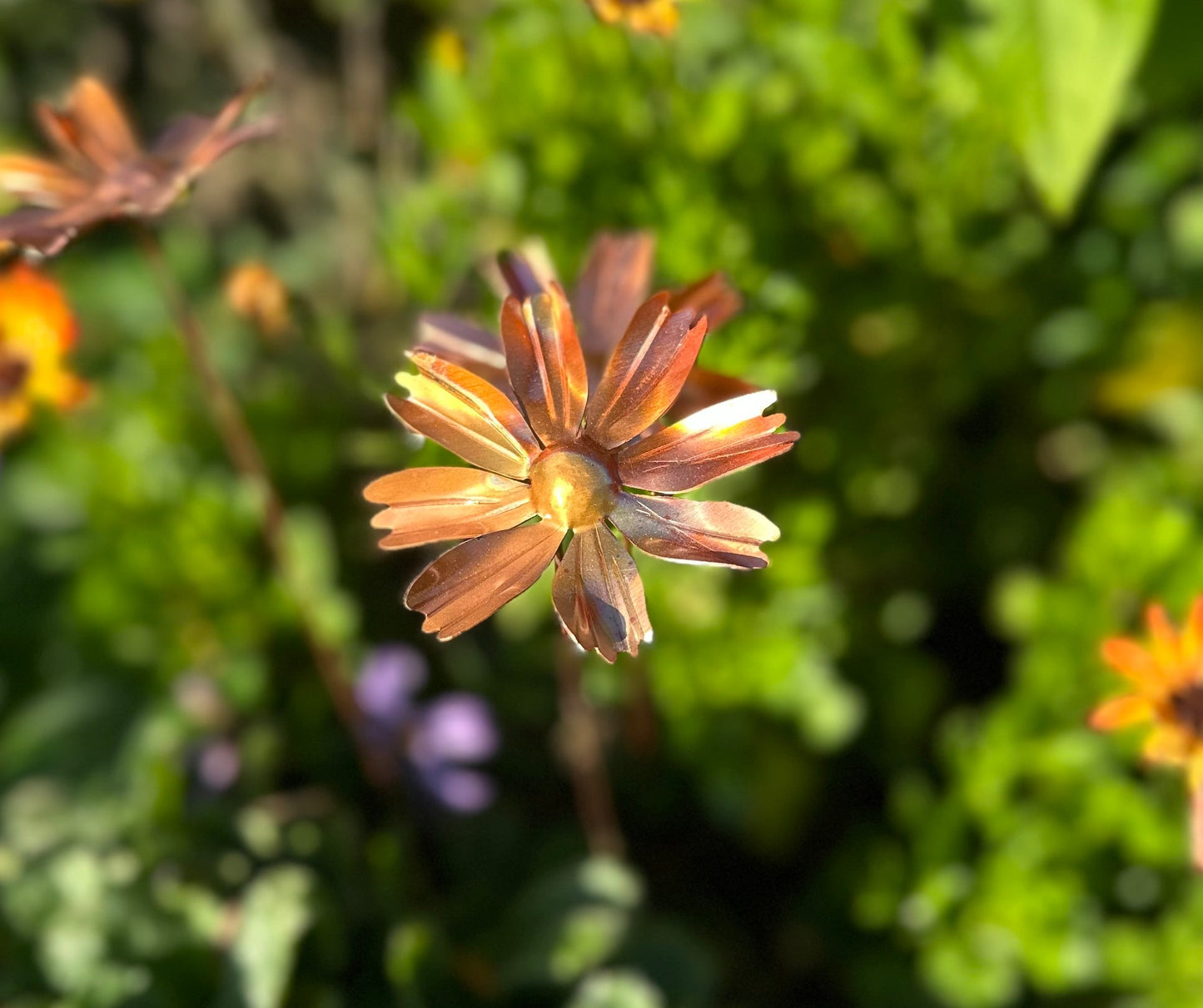 Copper Cosmos Flower