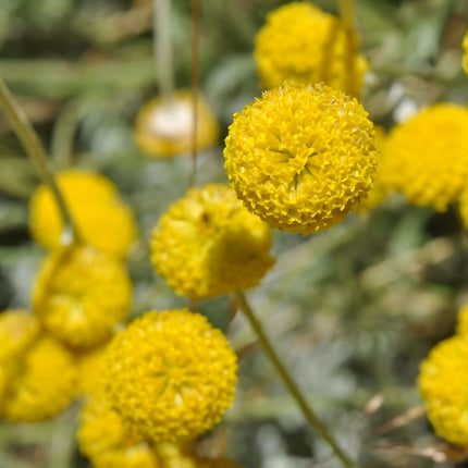 Cotula coronopifolia