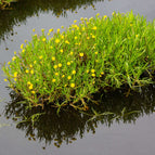1 / 7cm Bareroot