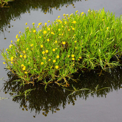 Cotula coronopifolia