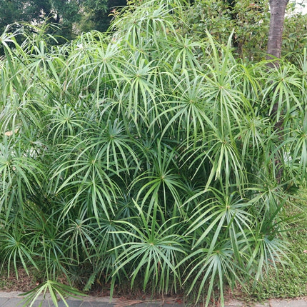 Cyperus alternifolius fuscus