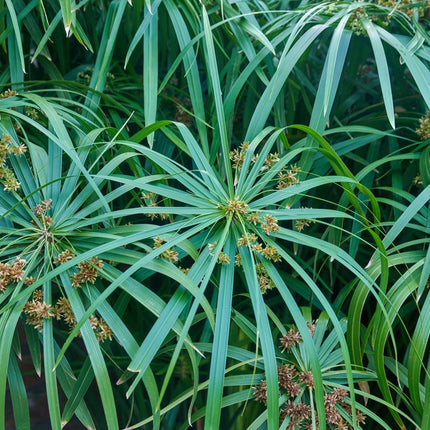 Cyperus alternifolius fuscus