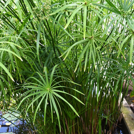 Cyperus alternifolius fuscus