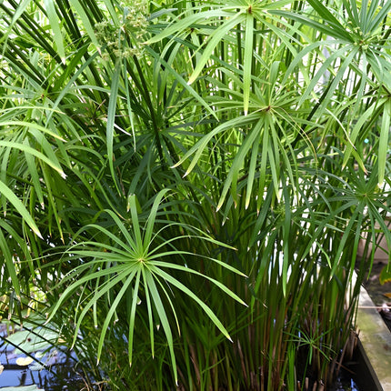 Cyperus alternifolius fuscus