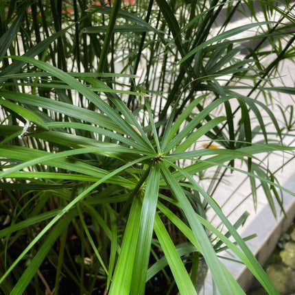 Cyperus alternifolius fuscus