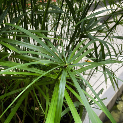 Cyperus alternifolius fuscus