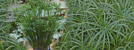 Cyperus alternifolius involucratus