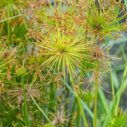 Cyperus haspan viviparus