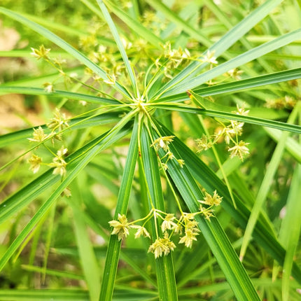Cyperus haspan viviparus