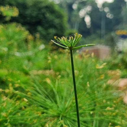 Cyperus haspan viviparus