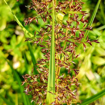 Cyperus longus