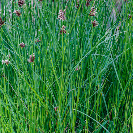 Cyperus longus