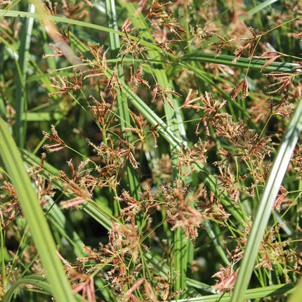 Cyperus longus