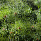 1 / 7cm Bareroot
