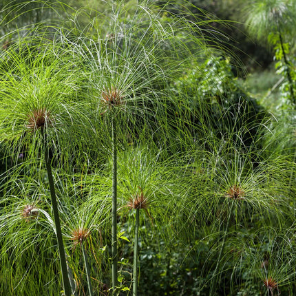 Cyperus papyrus