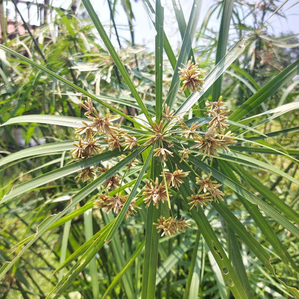 Cyperus alternifolius involucratus