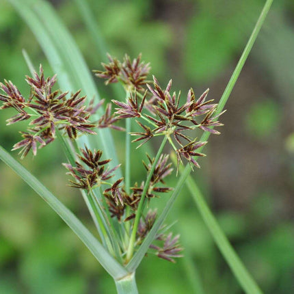 Cyperus longus