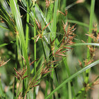 1 / 7cm Bareroot