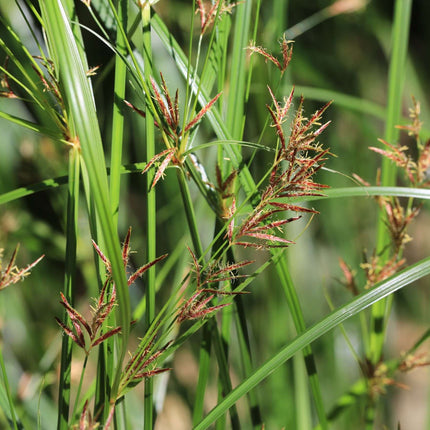 Cyperus longus