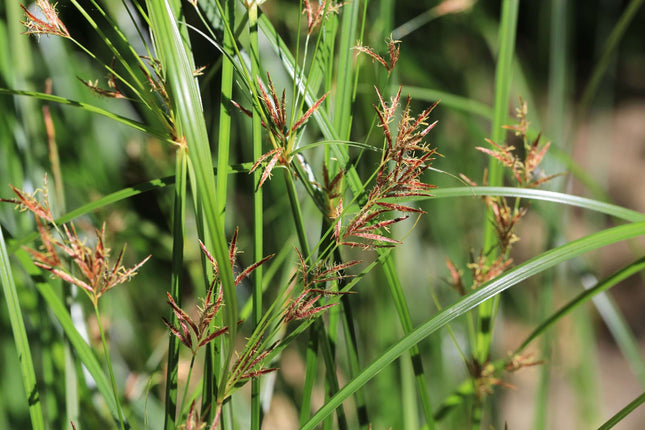 Cyperus longus