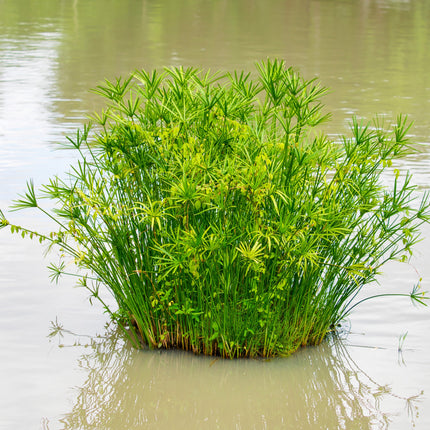 Cyperus alternifolius 'Gracilis'