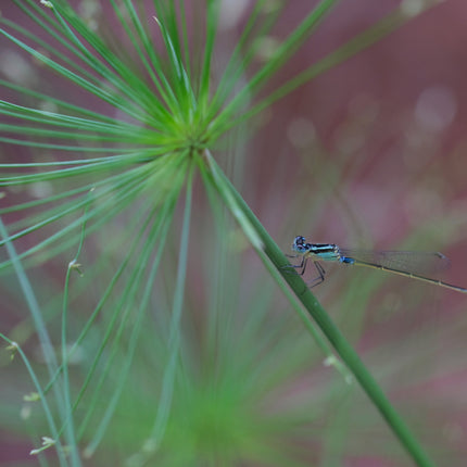 Cyperus haspan viviparus