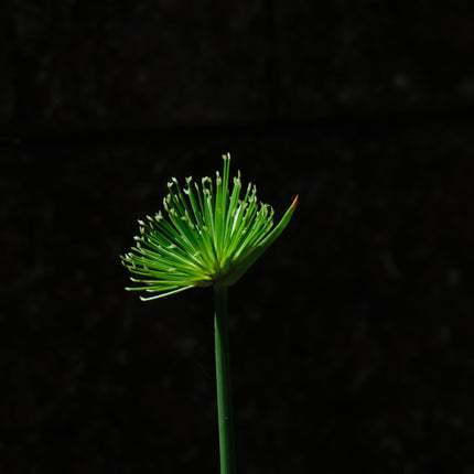 Cyperus haspan viviparus
