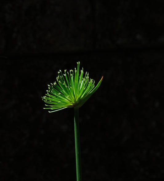 Cyperus Haspan Viviparus - Marginal Pond Plants  - Pond Plants - Water Plants - MBP031A