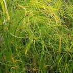 1 / 7cm Bareroot