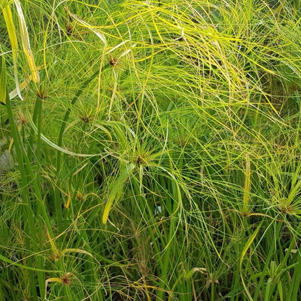 Cyperus percamenthus 'King Tut'