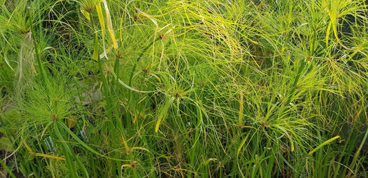 Cyperus Percamenthus 'King Tut' - Marginal Pond Plants - MBP031