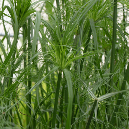 Cyperus percamenthus 'King Tut'