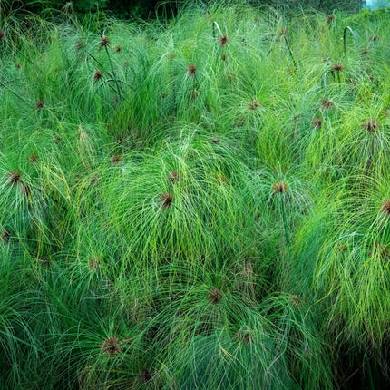 Cyperus papyrus