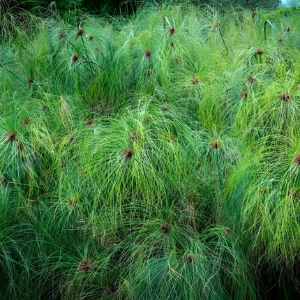 Cyperus papyrus