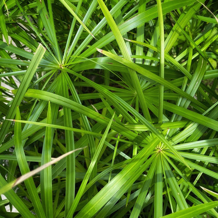 Cyperus papyrus