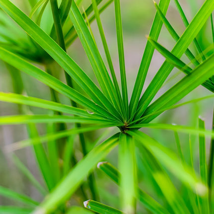 Cyperus papyrus