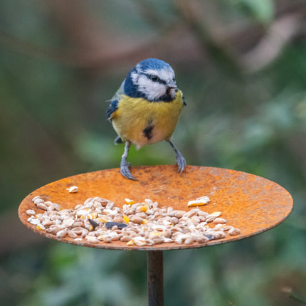 Metal Bird Feeding Platform