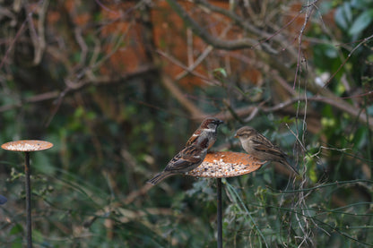 Metal Bird Feeding Platform