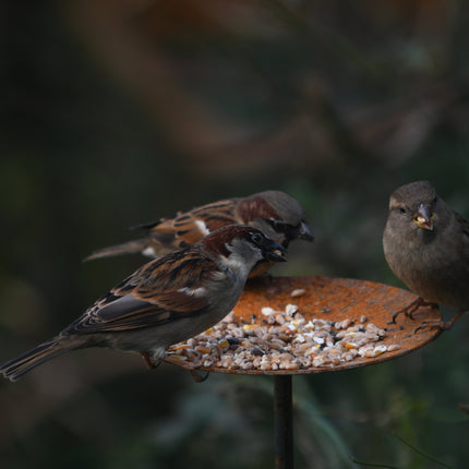 Metal Bird Feeding Platform