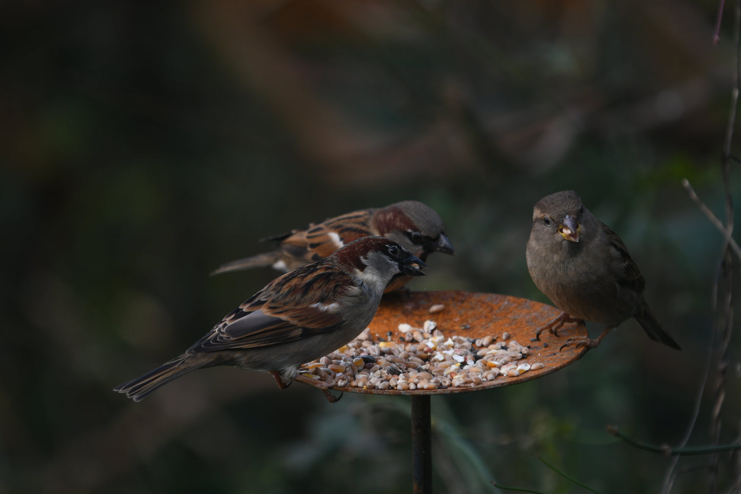 Metal Bird Feeding Platform