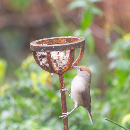Fat Ball Bird Feeder Stake