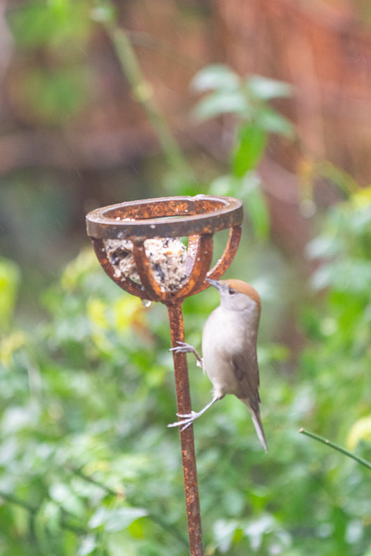 Fat Ball Bird Feeder Stake
