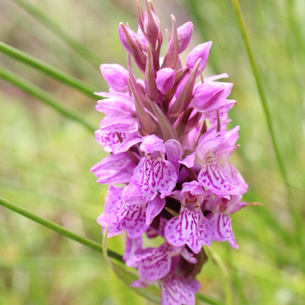 Dactylorhiza majalis praetermissa