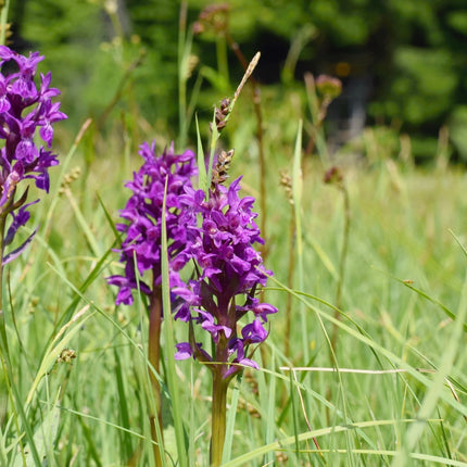 Dactylorhiza majalis praetermissa